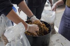 Workshop: Setting up the mushrooms farm